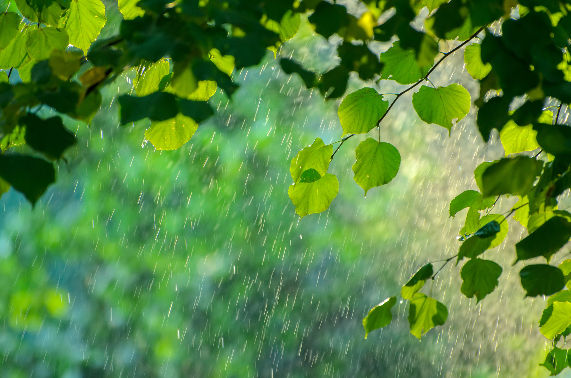 Summer rain in lush green forest, with heavy rainfall background. Rain in the forest with sun casting warm rays between the trees. Abstract natural backgrounds for your design