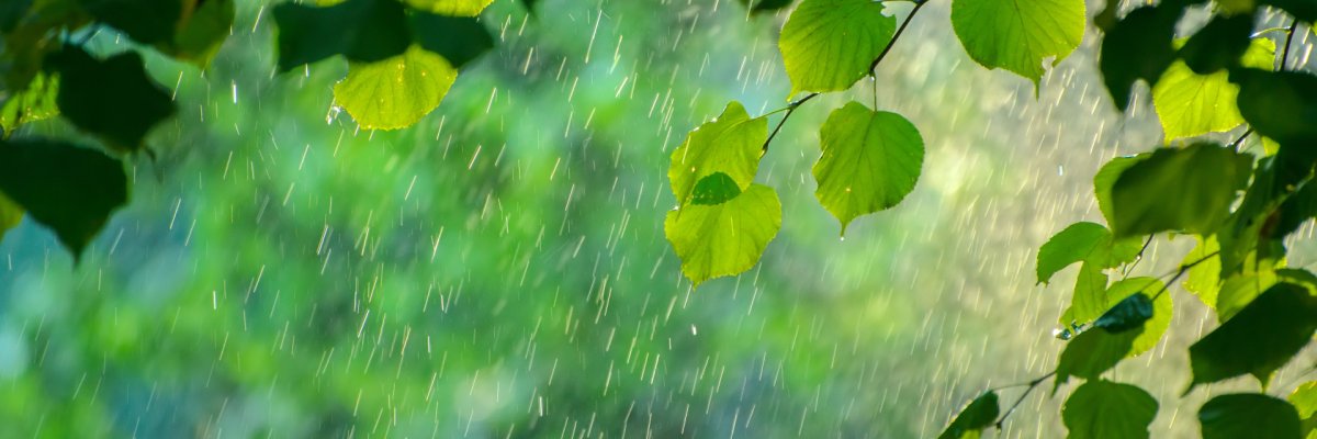 Summer rain in lush green forest, with heavy rainfall background. Rain in the forest with sun casting warm rays between the trees. Abstract natural backgrounds for your design Summer rain in lush green forest, with heavy rainfall background. Rain in the forest with sun casting warm rays between the trees. Abstract natural backgrounds for your design
