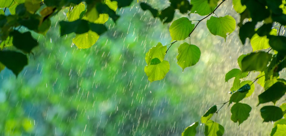 Summer rain in lush green forest, with heavy rainfall background. Rain in the forest with sun casting warm rays between the trees. Abstract natural backgrounds for your design Summer rain in lush green forest, with heavy rainfall background. Rain in the forest with sun casting warm rays between the trees. Abstract natural backgrounds for your design