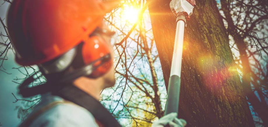 Tree Branches Pro Cutting