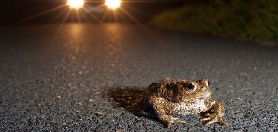 Erdkröte vor Auto