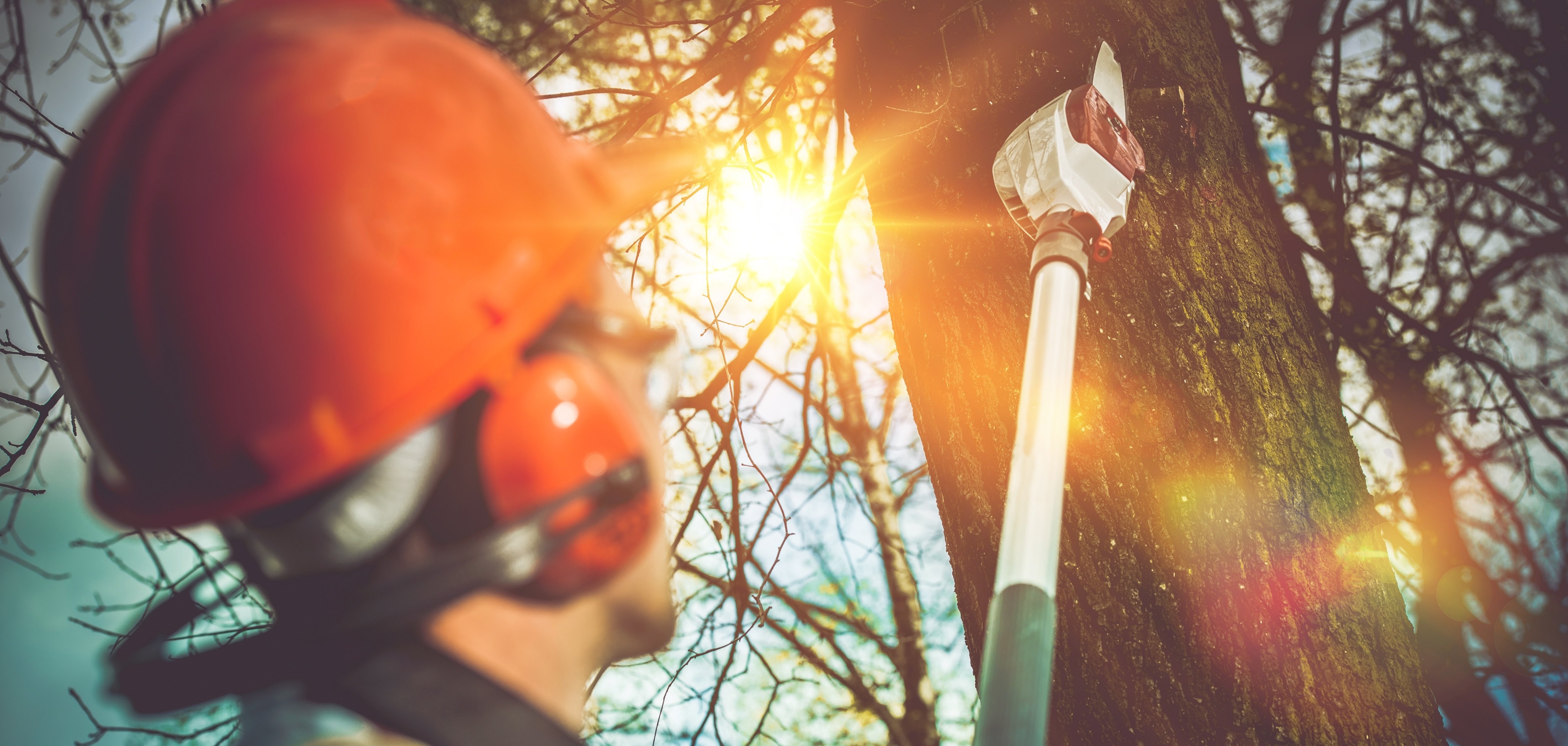 Tree Branches Pro Cutting