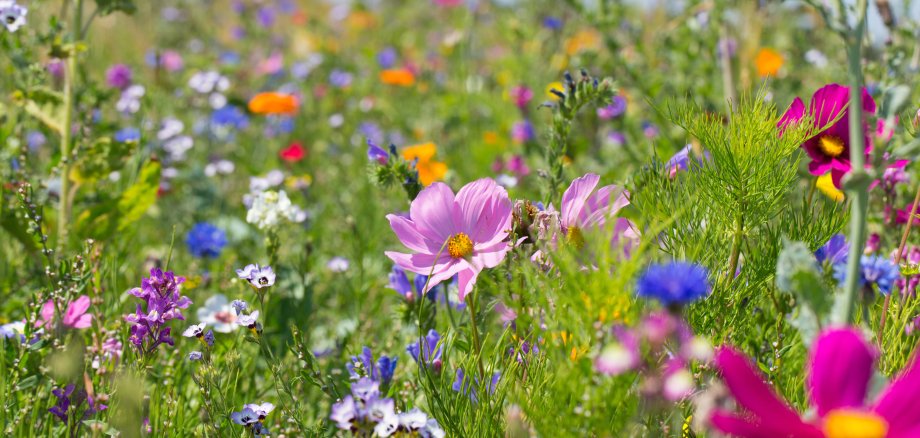Bunte blühende Sommerwiese mit Wildblumen für Bienen und Insekten