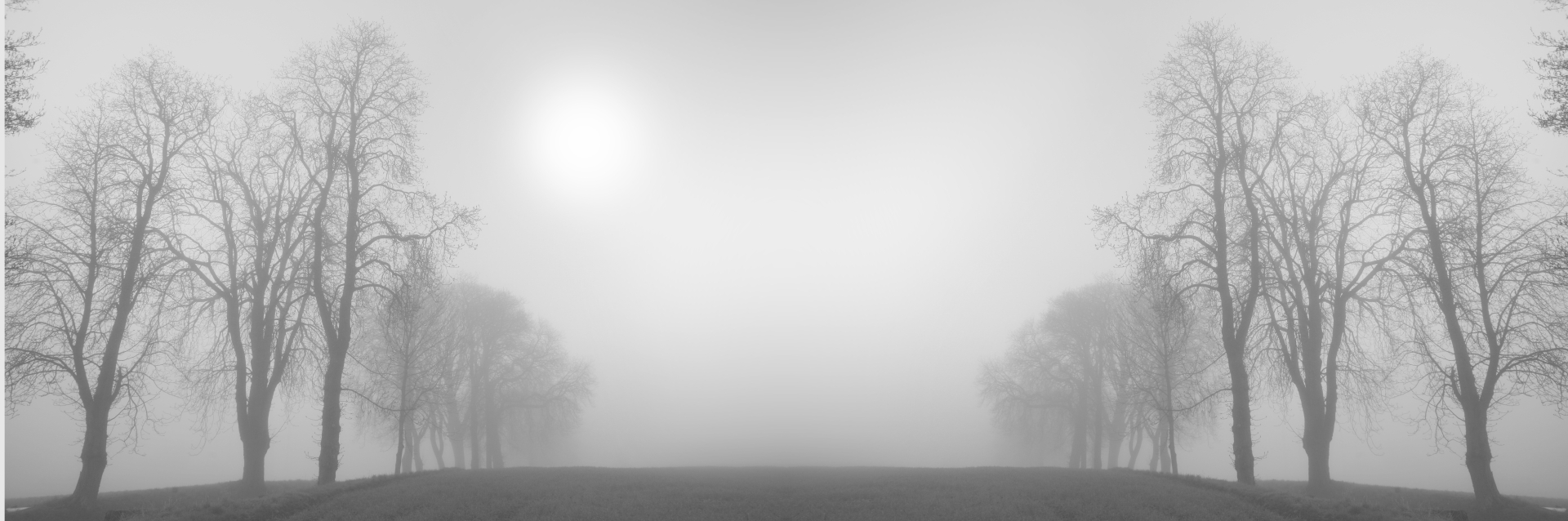 winter trees winter trees