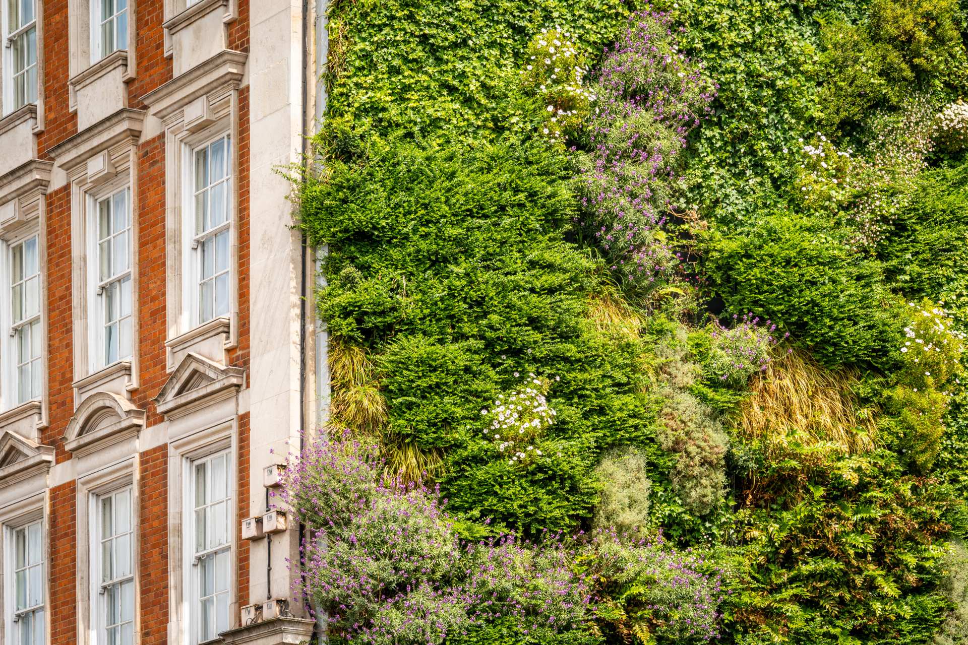 Old building with green, living side wall covered with various plants and flowers. Making cities greener with vertical gardening