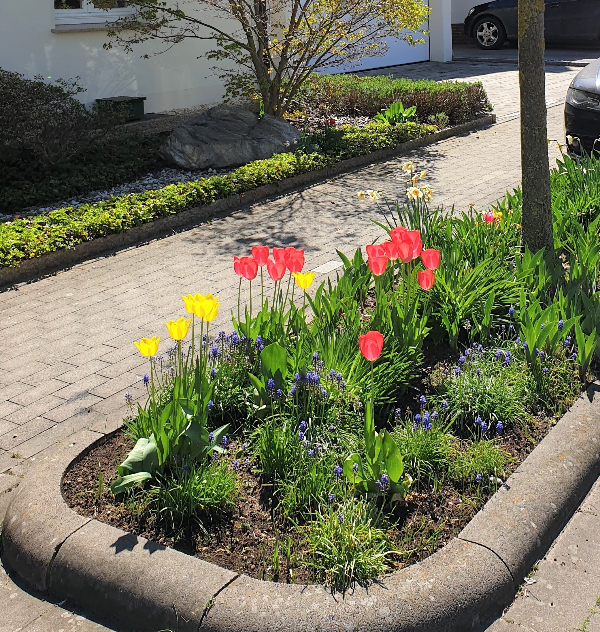 Beet an Straße mit Tulpen