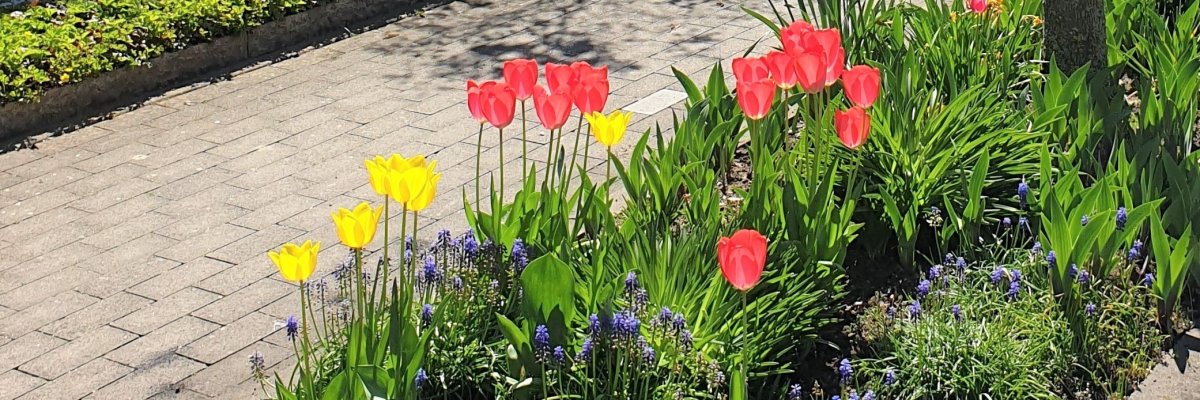 Beet an Straße mit Tulpen