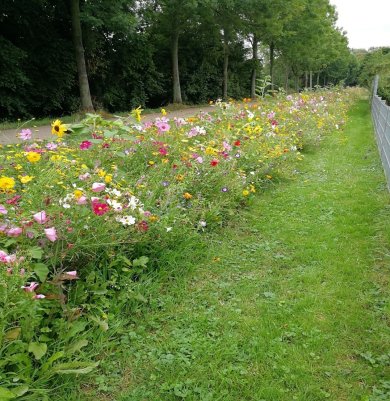 Blühstreifen mit bunten Blumen