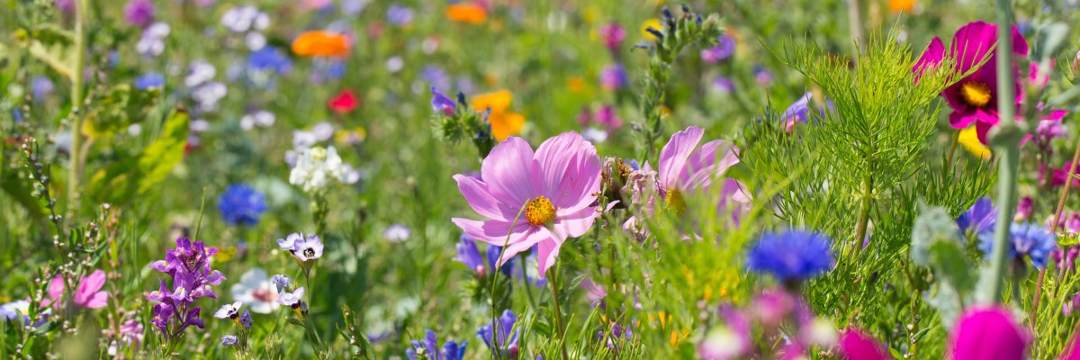Bunte blühende Sommerwiese mit Wildblumen für Bienen und Insekten