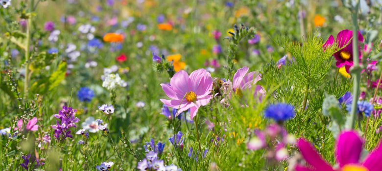 Bunte blühende Sommerwiese mit Wildblumen für Bienen und Insekten