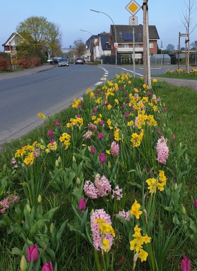 Blumenbeet entlang einer Straße