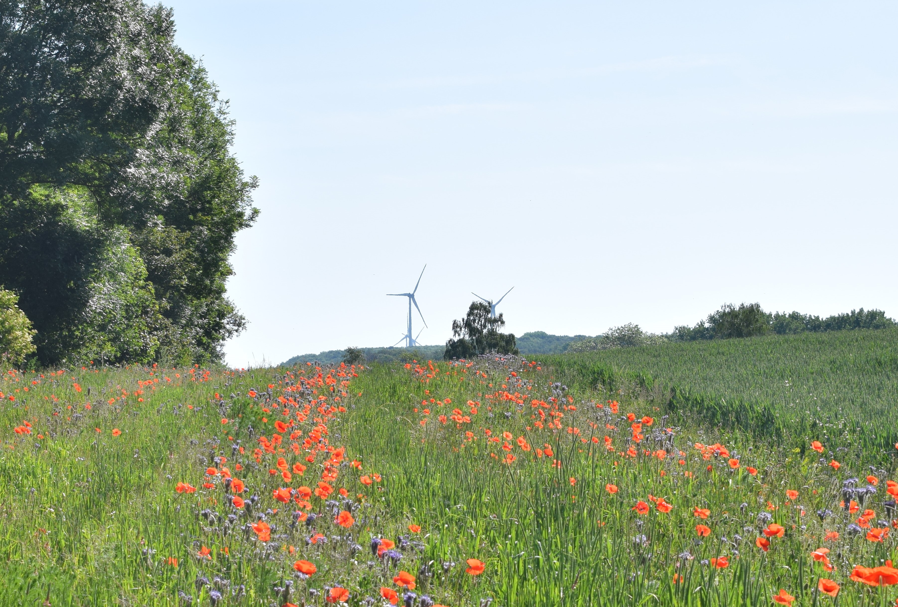 Blumenfeld mit Horizont