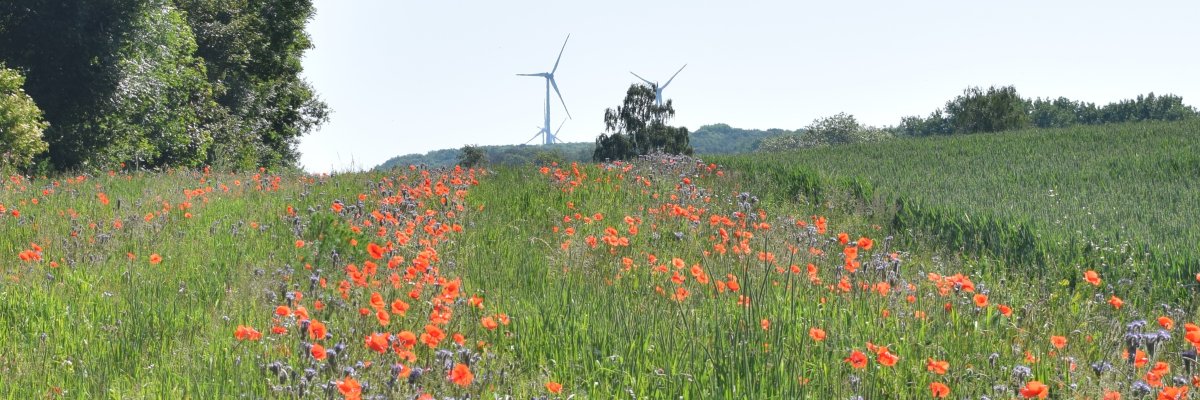 Blumenfeld mit Horizont