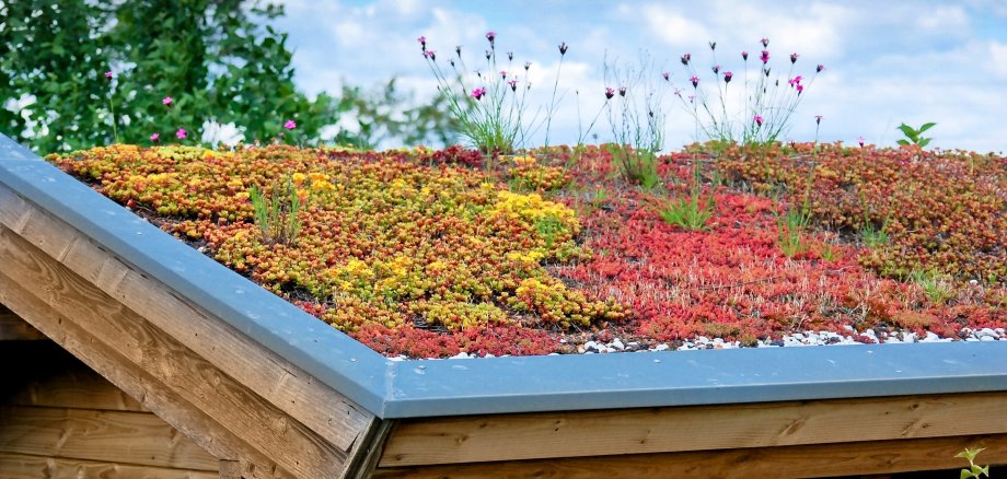Dachflächenbegrünung