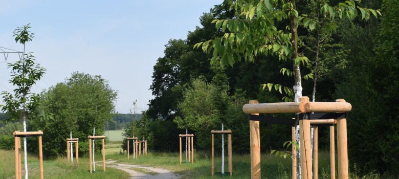 Jungbäume mit Holzpfahl