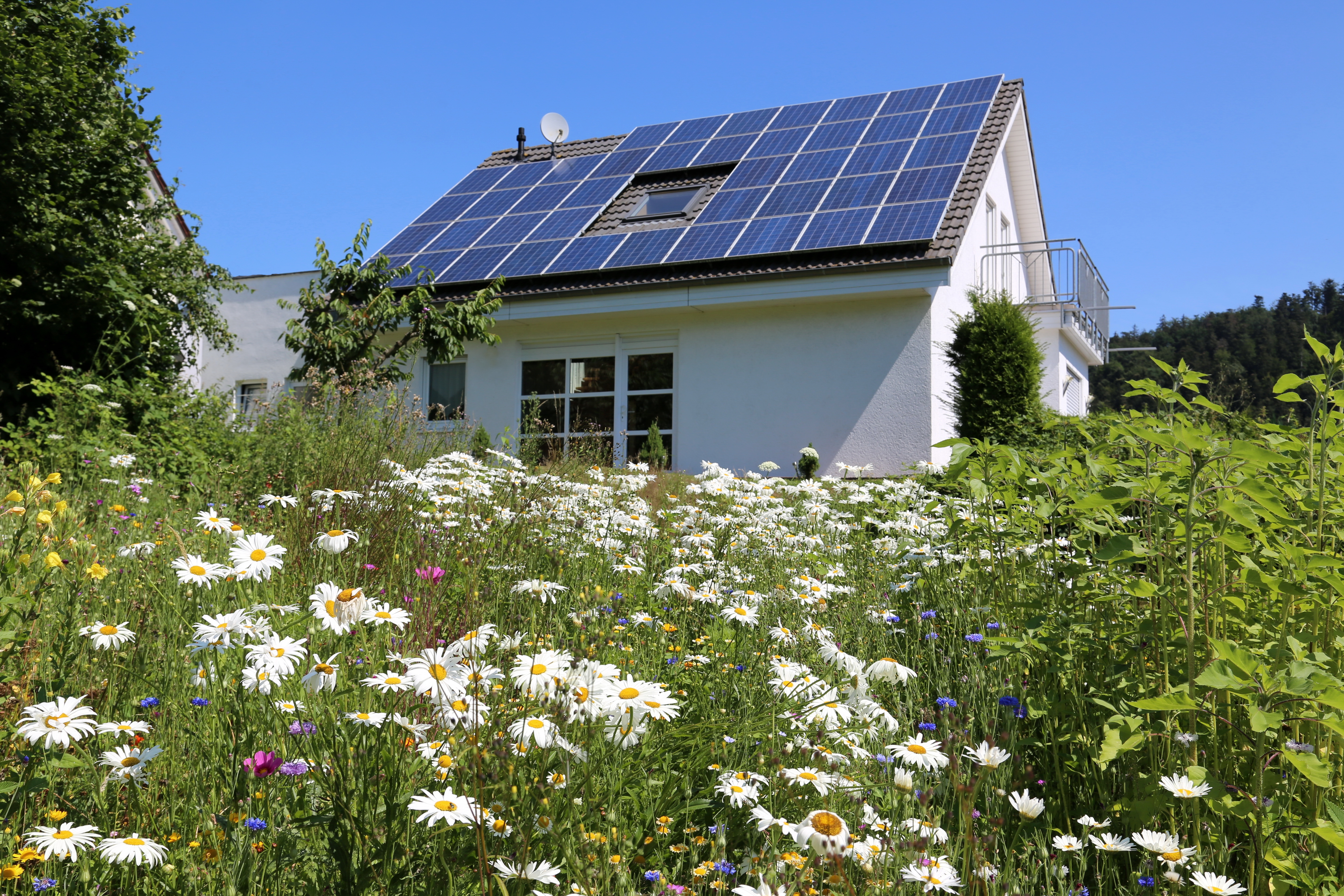 Ein Einfamilienhaus steht in einer Blumenwiese, auf dem Dach befindet sich eine Photovoltaikanlage.  