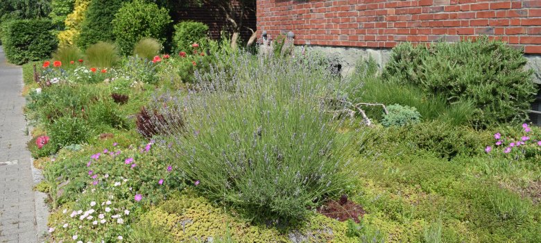 Grün bepflanzter Vorgarten