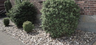 Vorgarten mit Kieselsteinen und Buchsbaumkugeln 