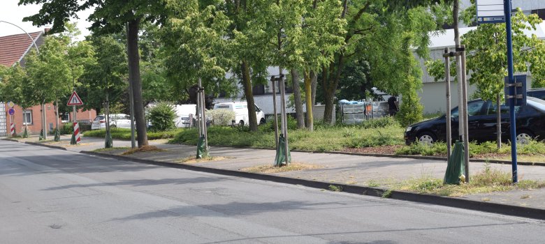 Straßenbäume mit Wassersäcken entlang einer Straße