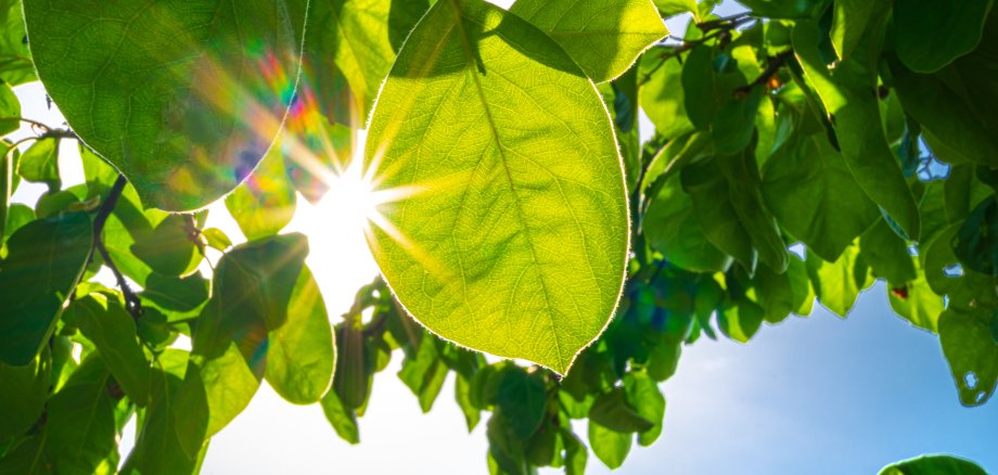 klimaneutral in die Zukunft - Sonnenstrahlen durch grüne Blätter - klimaneutral in die Zukunft - Sonnenstrahlen durch grüne Blätter -