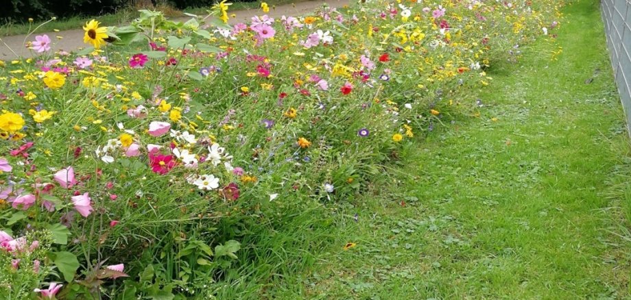 Blühstreifen mit bunten Blumen Blühstreifen mit bunten Blumen