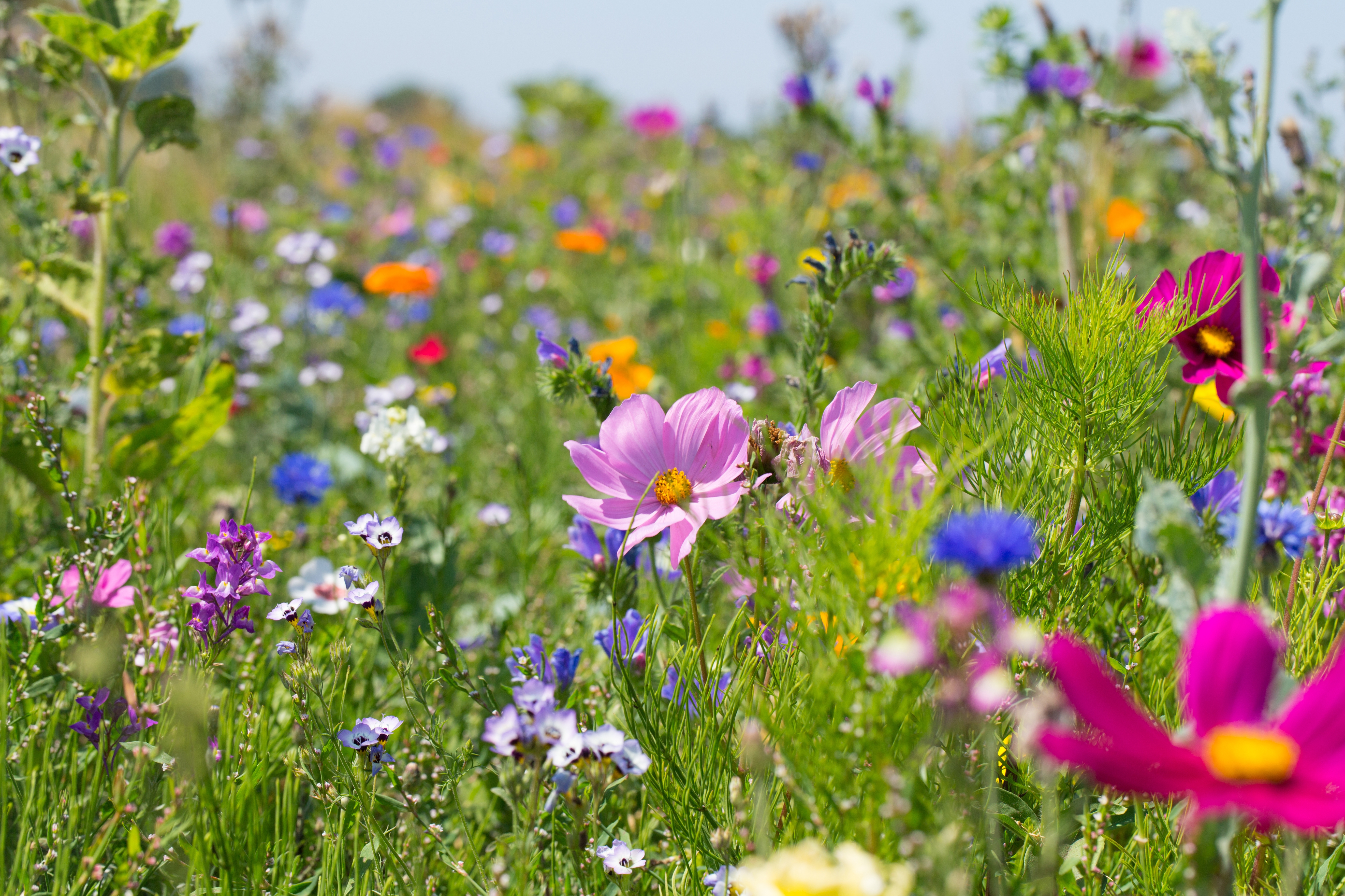 Bunte blühende Sommerwiese mit Wildblumen für Bienen und Insekten Bunte blühende Sommerwiese mit Wildblumen für Bienen und Insekten