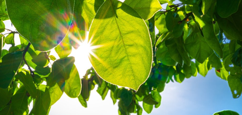 klimaneutral in die Zukunft - Sonnenstrahlen durch grüne Blätter -
