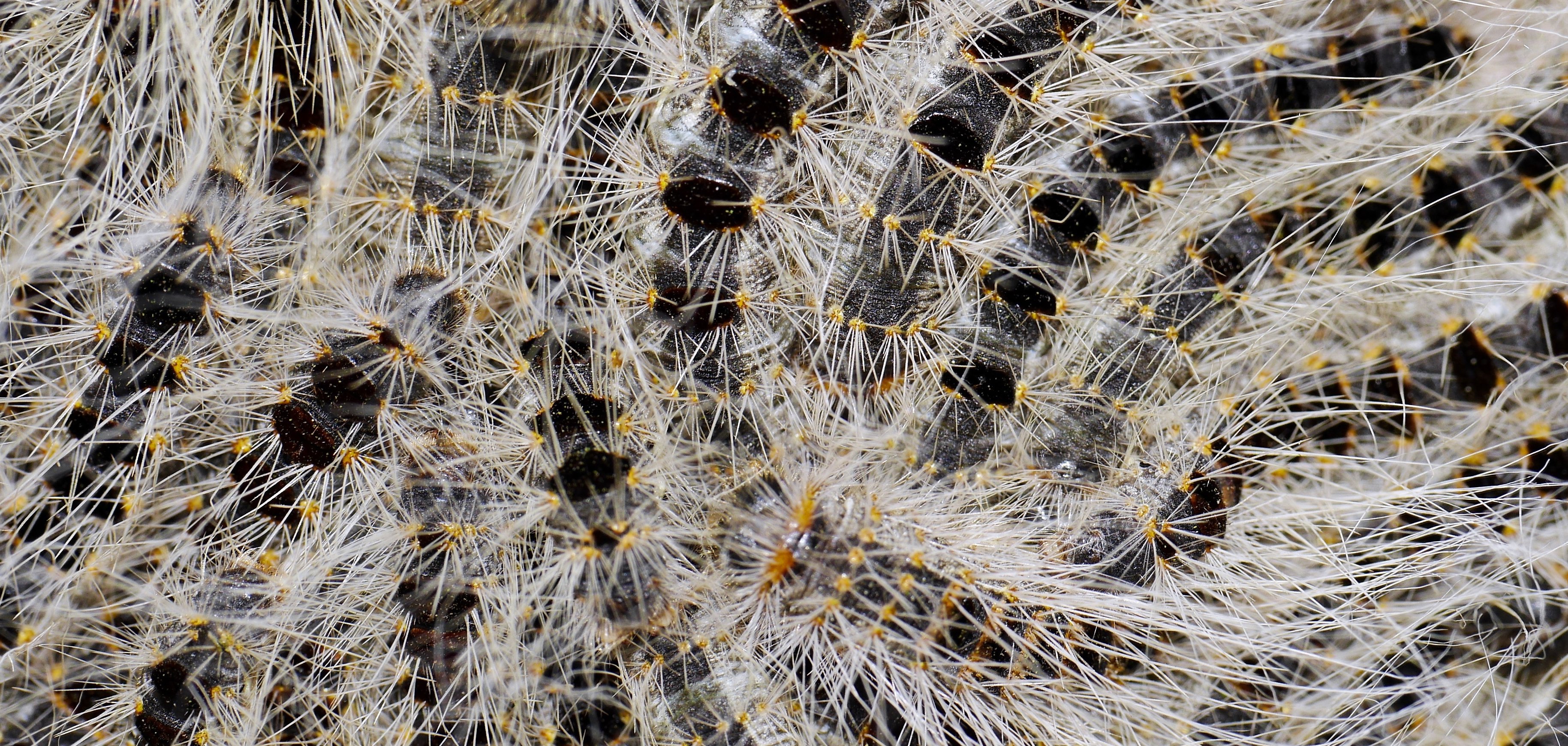 Eichenprozessionsspinnerraupen an Baumstamm