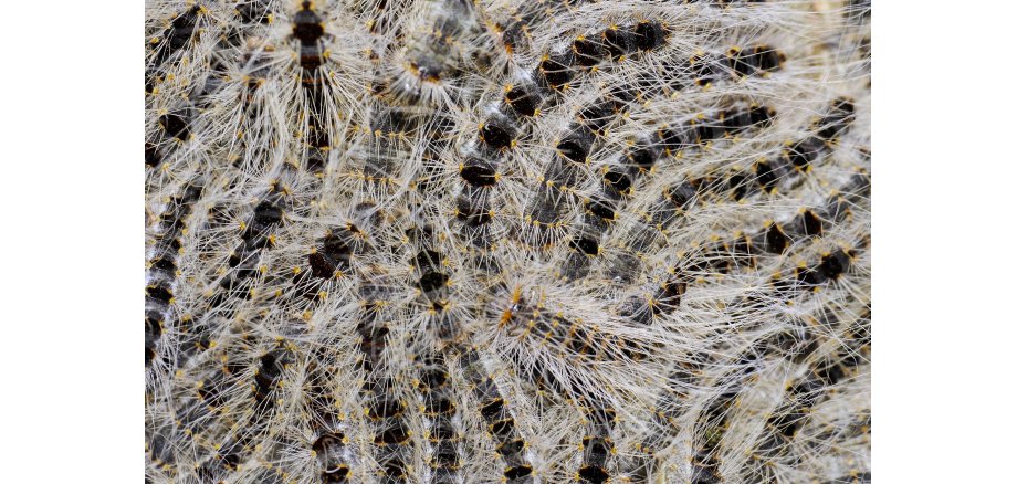 Eichenprozessionsspinnerraupen an Baumstamm