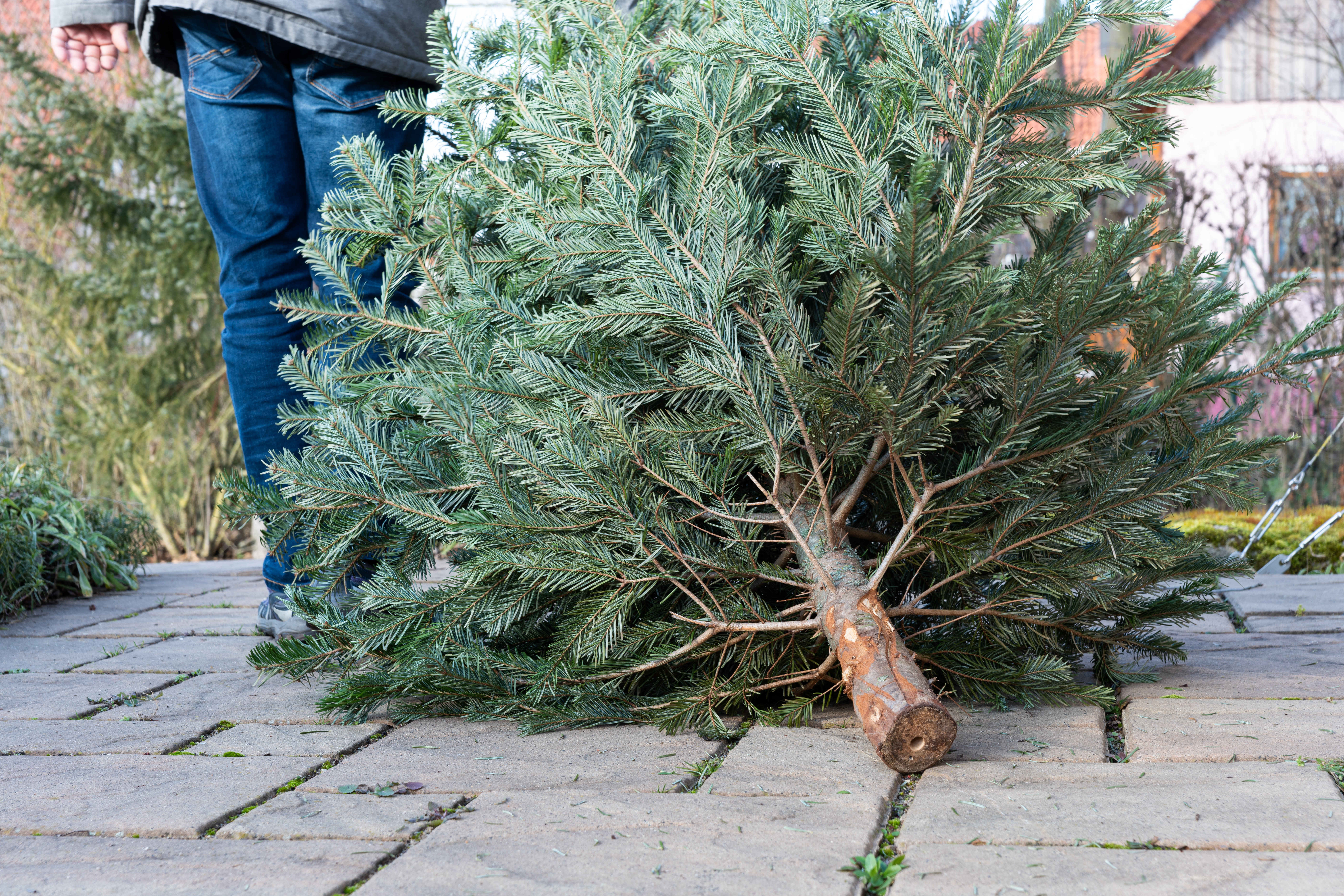 A man pulling the old christmas tree away