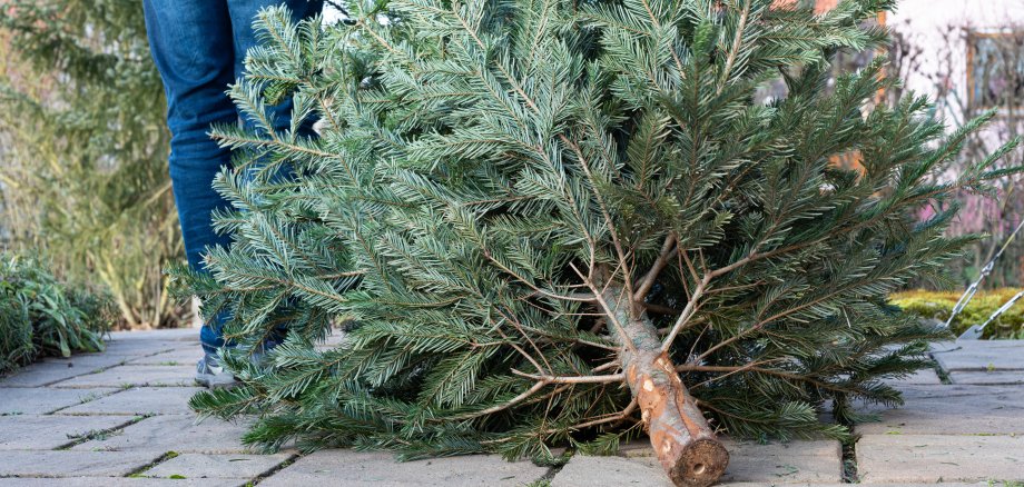 A man pulling the old christmas tree away